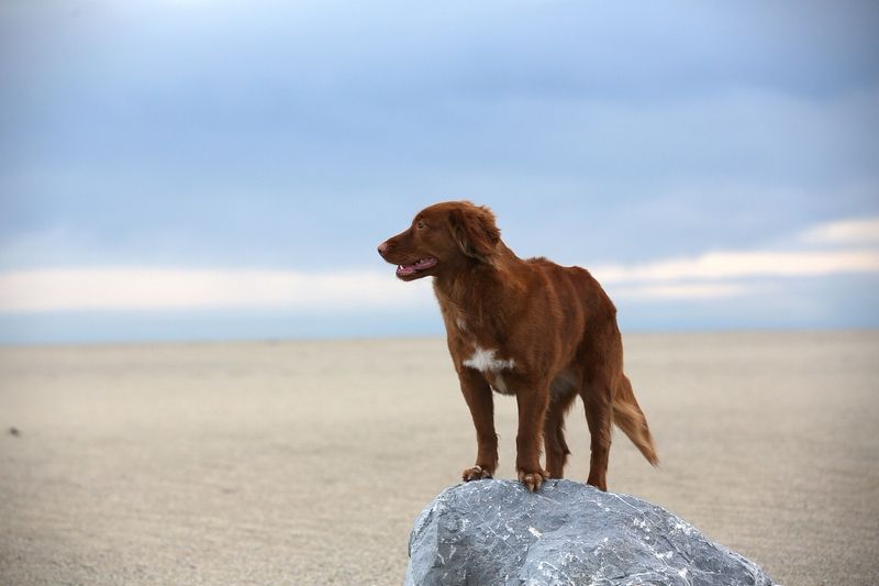 Dog Parkour 